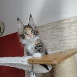 Maine coon kittens