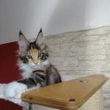 Maine coon kittens