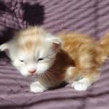 Maine coon kittens
