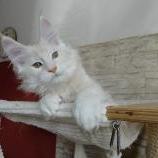 Maine coon kittens