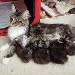 Maine coon kittens