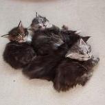Maine coon kittens