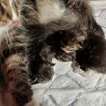 Maine coon kittens