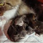 Maine coon kittens