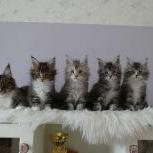 Maine coon kittens