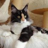 Maine Coon Female