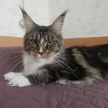 Maine Coon Female