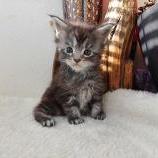 Maine coon kittens