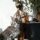 Maine coon kittens