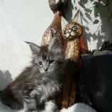 Maine coon kittens