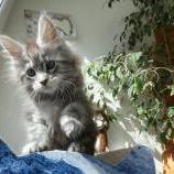 Maine coon kittens