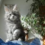 Maine coon kittens
