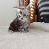 Maine coon kittens