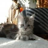 Maine coon kittens