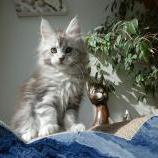 Maine coon kittens