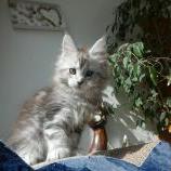 Maine coon kittens