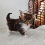 Maine coon kittens