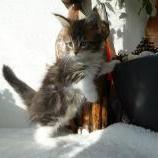 Maine coon kittens