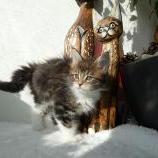Maine coon kittens