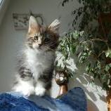 Maine coon kittens