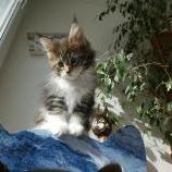 Maine coon kittens