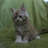 Maine coon kittens