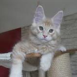 Maine coon kittens