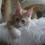 Maine coon kittens