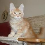 Maine coon kittens