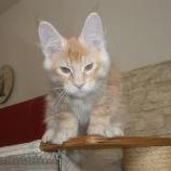 Maine coon kittens