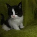 Maine coon kittens