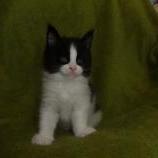Maine coon kittens