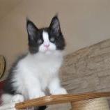 Maine coon kittens