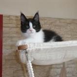 Maine coon kittens