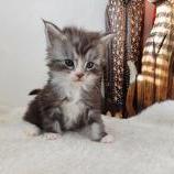 Maine coon kittens