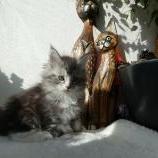 Maine coon kittens
