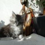 Maine coon kittens