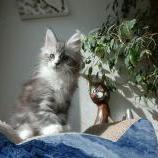 Maine coon kittens