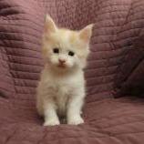 Maine coon kittens