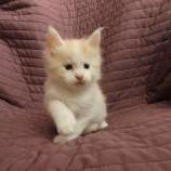 Maine coon kittens