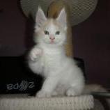 Maine coon kittens