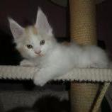 Maine coon kittens