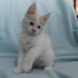Maine coon kittens