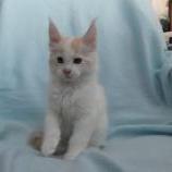 Maine coon kittens