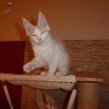 Maine coon kittens
