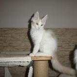 Maine coon kittens