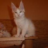 Maine coon kittens