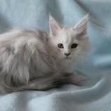 Maine coon kittens