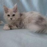 Maine coon kittens