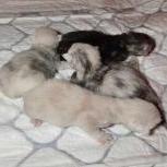 Maine coon kittens